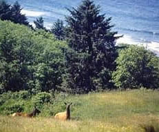 Elk in a meadow