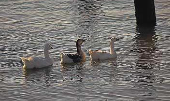 geese on the river